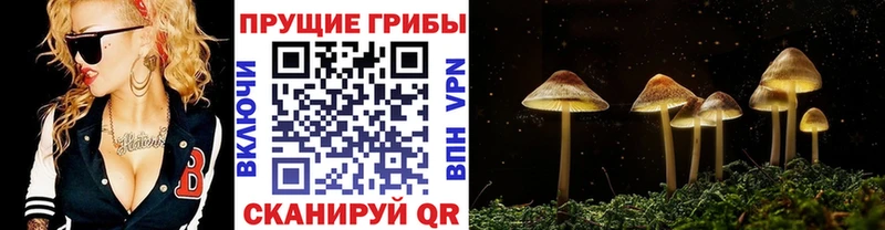 купить  цена  кракен зеркало  Псилоцибиновые грибы GOLDEN TEACHER  Губкин 